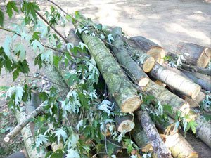 По факту незаконной вырубки деревьев в городе возбуждено уголовное дело