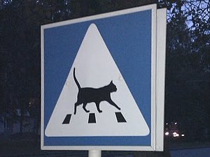 Народные новости: дорожный знак... для кошек (фото)