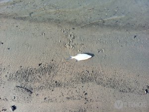 В Томи рядом с СХК погибла рыба (видео)
