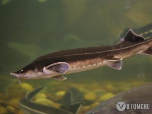 Экологи и представители СХК обсудили, от чего погибла рыба в Томи