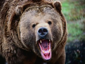 В регионе медведи начали нападать на скот