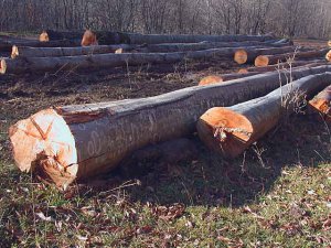 Экс-главу поселения обязали оплатить незаконно вырубленный лес