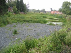 сконструированное болото в Кривошеино