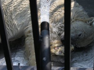 Медведи северского зоопарка стали чаще принимать душ из-за жары