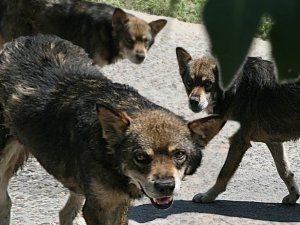 Территорию Игуменского парка оккупировали бродячие собаки