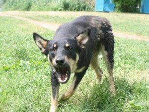 «Спецавтохозяйство» отказалось отлавливать бродячих собак с территории Игуменского парка