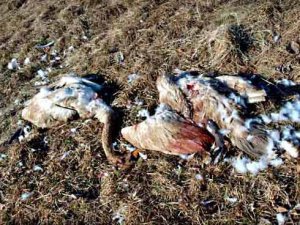Собаки загрызли лебедей и уток в Игуменском парке