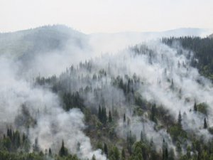 Площадь лесных пожаров за сутки сократилась почти в три раза