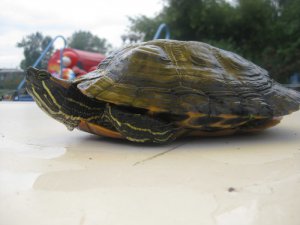 Черепаху, поселившуюся в Белом озере, наконец-то удалось поймать (фото)