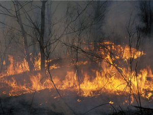 Лесные пожары снова набирают силу