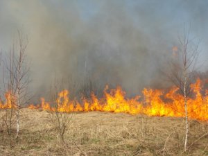 Пожар рядом с Мыльджино локализован