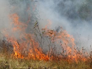 Площадь лесных пожаров снова увеличилась и составляет 400 гектаров
