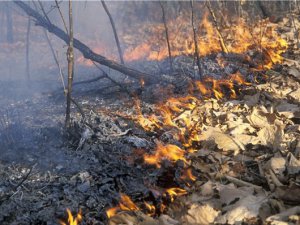 Рослесхоз обвинил областных чиновников в неэффективном тушении пожаров