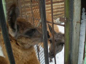 Молодые ламы Принцесса и Мишаня появились в северском зоопарке