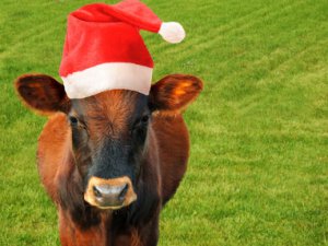 Елки, оставшиеся от встречи Нового года, пойдут на корм коровам