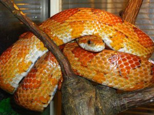 Посетителям зоопарка помогут избавиться от страха перед змеями