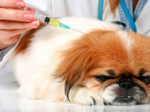 Ветеринары не исключают эпидемию чумы среди собак