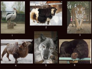 Северский зоопарк предлагает выбрать лучшего защитника Отечества среди животных