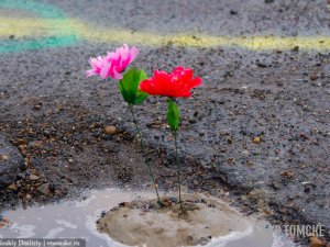 Томские активисты высадили около 50 цветов в ямы на дорогах (фото)