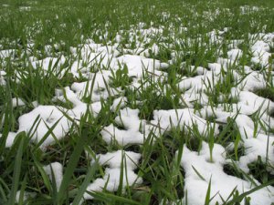 В первый день лета синоптики обещают томичам дождь со снегом