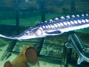 Аквабиоцентр по разведению редких видов рыб планируется разместить в Шегарском районе