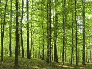 Экологи предлагают присвоить лесам, расположенным на особо охраняемых природных территориях, высшую категорию защиты