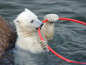 Северский зоопарк собирает игрушки для животных