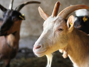 Министр сельского хозяйства посетит ТГУ и ферму по выращиванию коз
