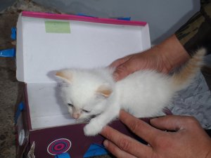 Группа ОМОНа обнаружила в подозрительной коробке на Мокрушина котенка