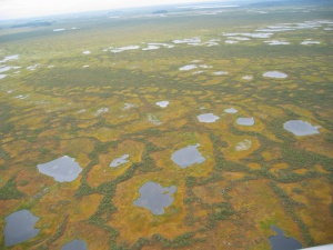 Васюганское болото может стать федеральным заповедником в 2014 году
