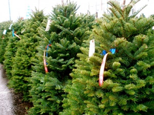 Купить новогодние елки по льготным ценам можно в пяти местах