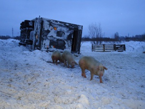 Автопоезд, съехавший в кювет, «рассыпал» свиней по дороге (фото)