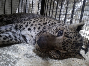 В томском зоопарке поселился леопард Агат, от которого отказались в цирке (фото)